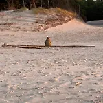 Portknauber *